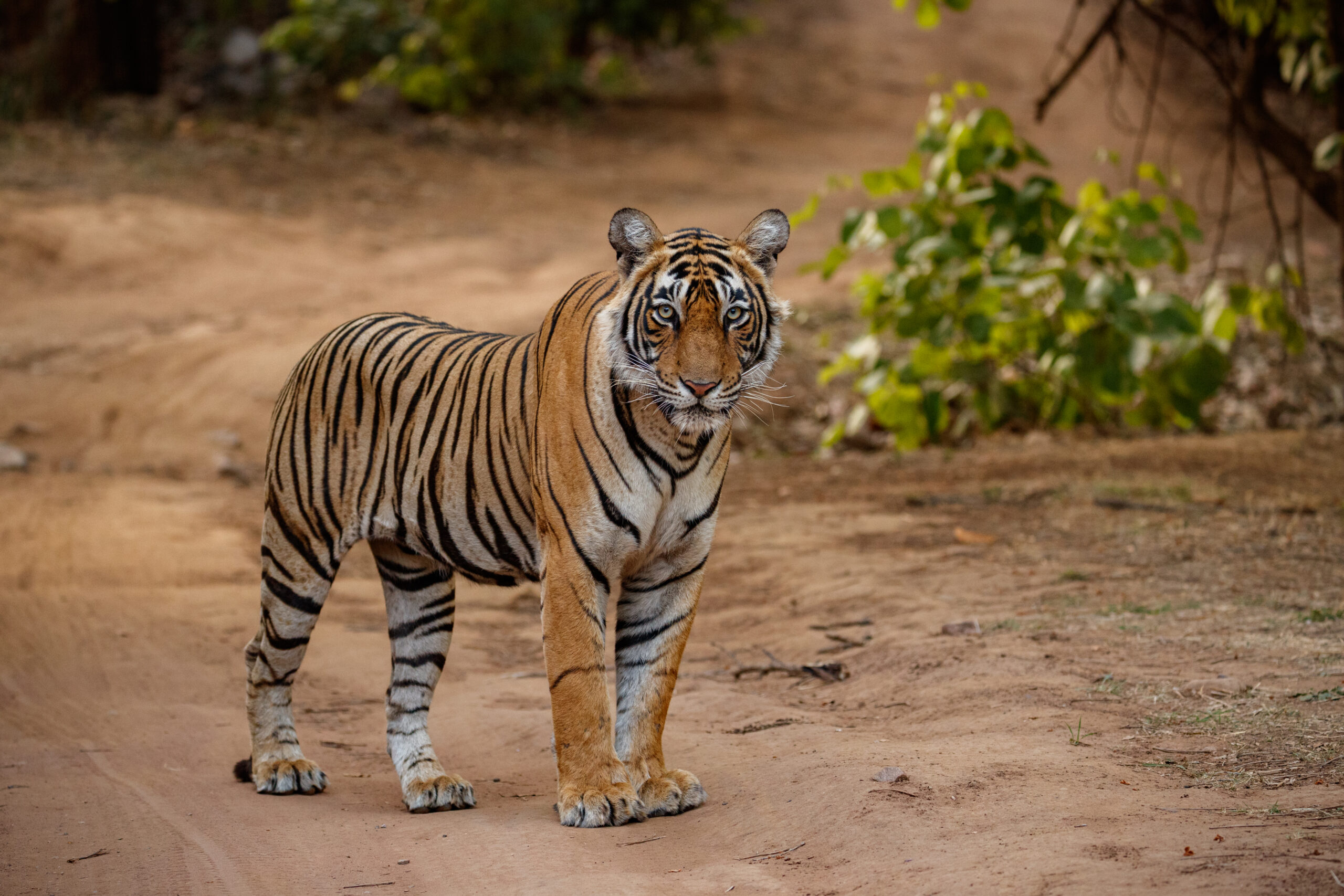 Standard Sundarban 2 Night 3 Days