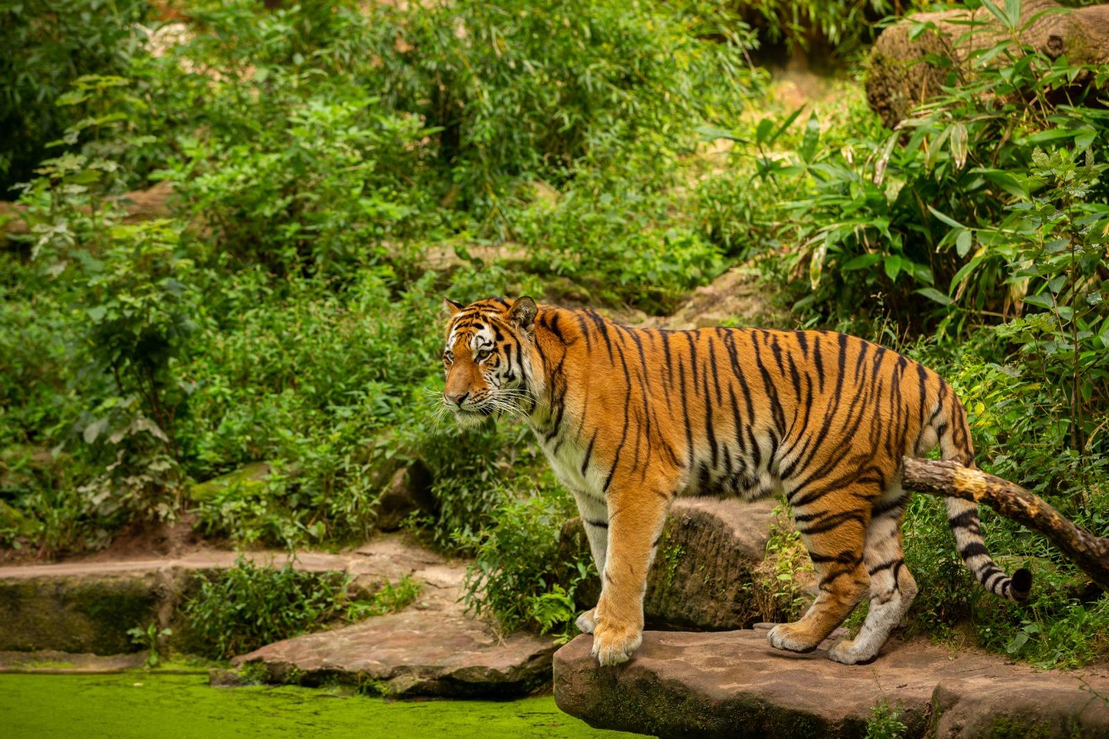 Sundarban