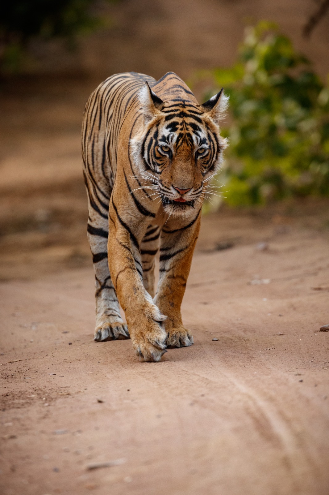 Sundarban Travel